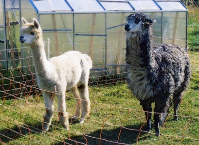 Amalthea und Amanda kurz nach der Ankunft bei uns